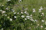 Multiflora rose